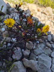 (c) Martjie Fia Fourie, some rights reserved (CC BY) Lampranthus fergusoniae, photograph (c) Martjie Fia Fourie, some rights reserved (CC BY)