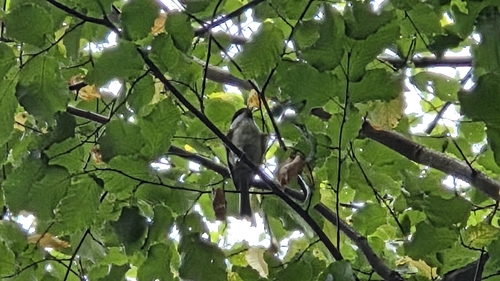 Marsh Tit