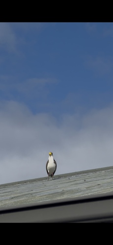 Masked Lapwing