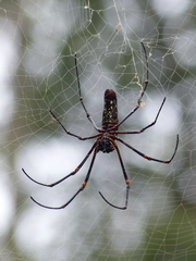 Nephila constricta