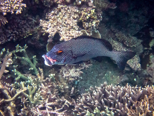 Plectorhinchus picus observed 2026-08-17