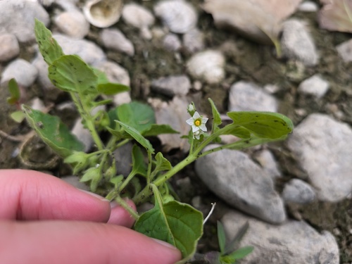 Solanum sarrachoides, photograph 5
