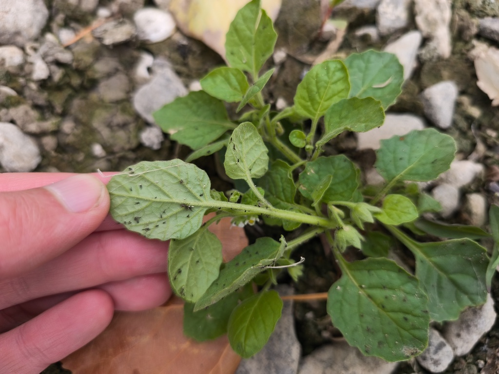Solanum sarrachoides; photograph (c) arthur_haendler, some rights reserved (CC BY)