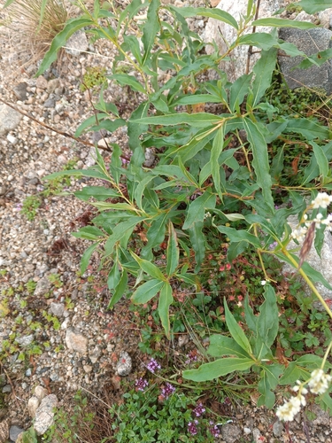 Koenigia alpina, 2026-08-13