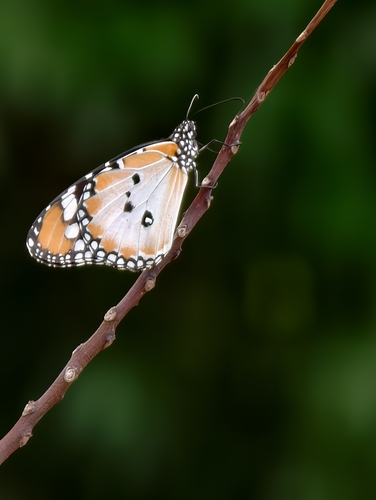 Danaus chrysippus