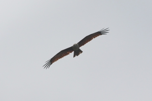 Brahminy Kite (Indian)