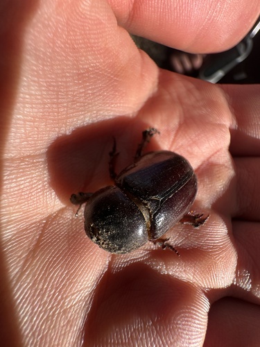 Cheiroplatys bifossus