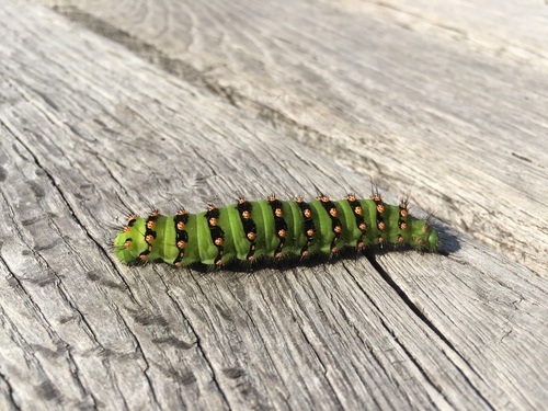 Small Emperor Moth