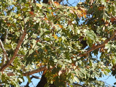 Baikiaea plurijuga