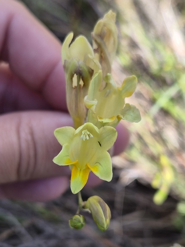 Freesia refracta, photograph 5