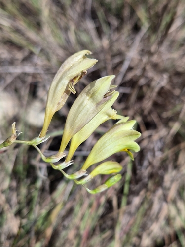 Freesia refracta, photograph 6