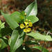 Stigmaphyllon bannisterioides - Photo (c) Smithsonian Institution, National Museum of Natural History, Department of Botany, some rights reserved (CC BY-NC-SA)