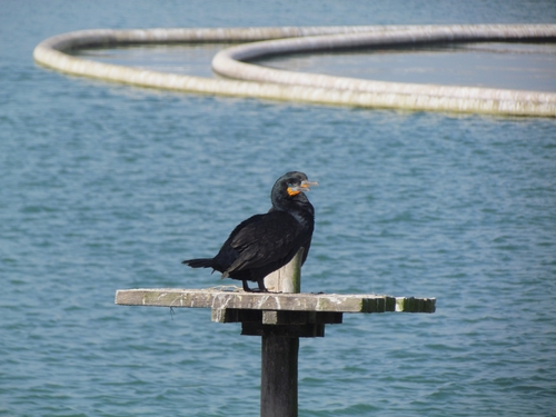 iNaturalist image