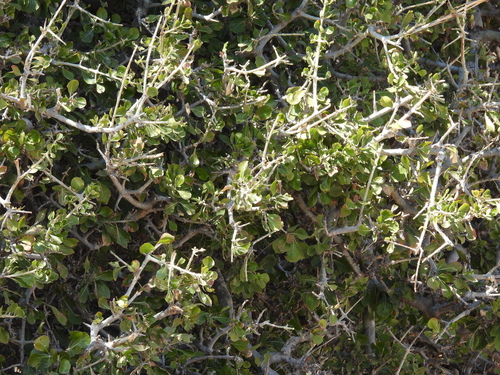 Gardenia volkensii, photograph 4
