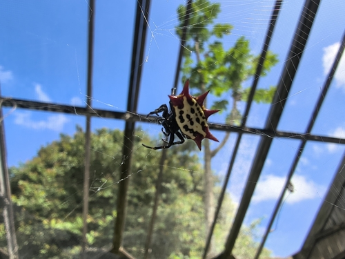 Gasteracantha cancriformis, 2026-08-21