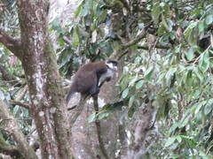 Cercopithecus ascanius schmidti