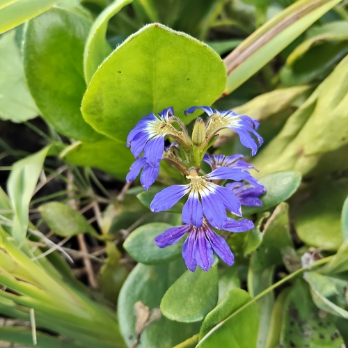 Scaevola calendulacea, photograph 4
