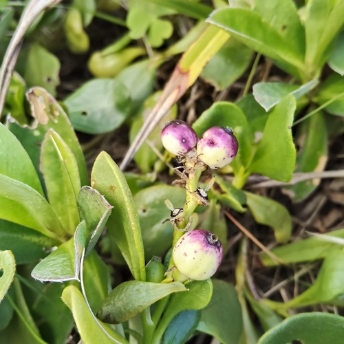 Scaevola calendulacea, photograph 5