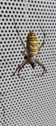 Wasp Spider