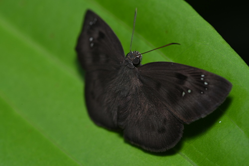 Tagiades