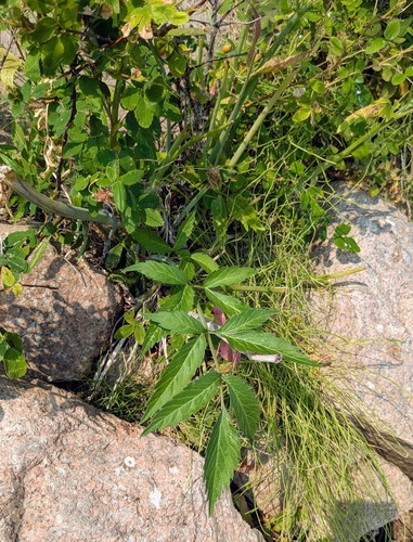 Lyall's angelica
