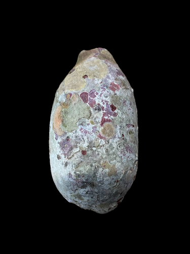 Cypraea argus observed 2026-08-23