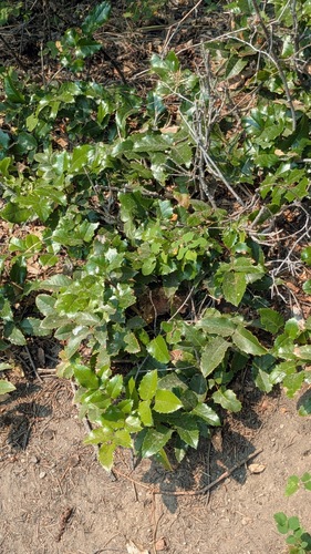 Oregon grape