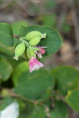 Common Snowberry