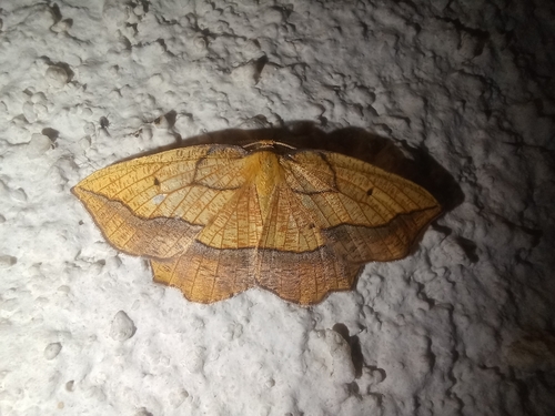 Bordered Beauty