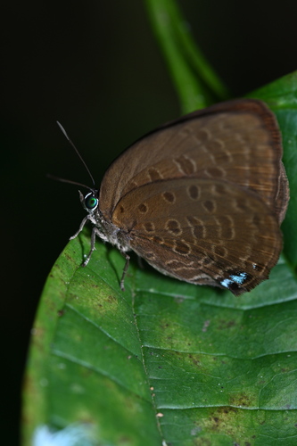 Arhopala