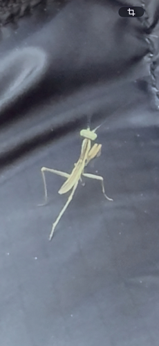 Mediterranean Mantis