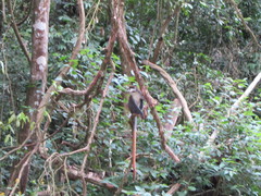 Cercopithecus ascanius schmidti