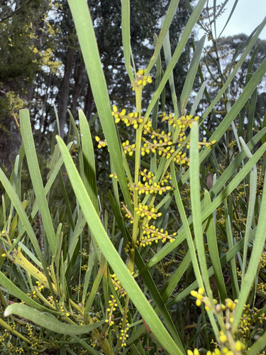 Variable sallow wattle