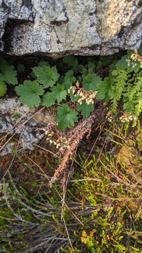 Heuchera glabra