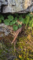 Heuchera glabra