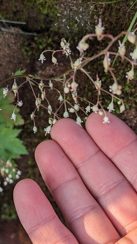 Heuchera glabra, photograph 3