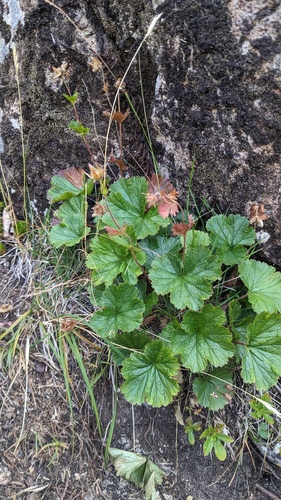 Geum calthifolium, photograph 1