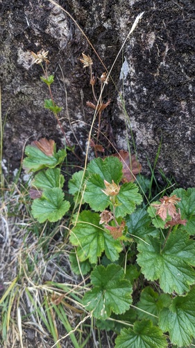 Geum calthifolium, photograph 2