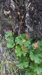 Geum calthifolium, photograph (c) Shaan Aroeste, some rights reserved (CC BY)