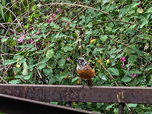 Daurian Redstart