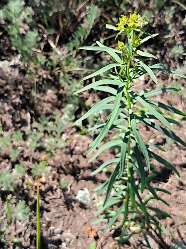slender leafy spurge