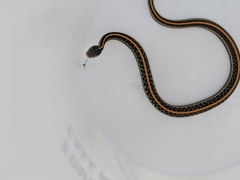 Thamnophis sirtalis annectens