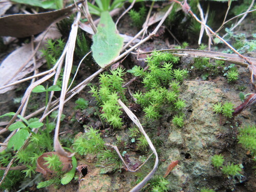 Chrysoblastella chilensis observed 2026-08-23
