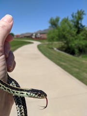 Thamnophis sirtalis annectens