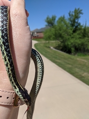 Thamnophis sirtalis annectens