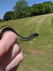 Thamnophis sirtalis annectens