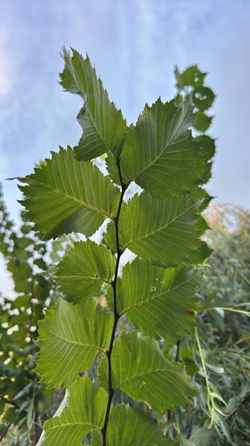 Fluttering Elm