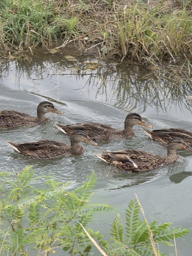 Mallard