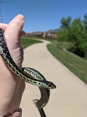 Thamnophis sirtalis annectens