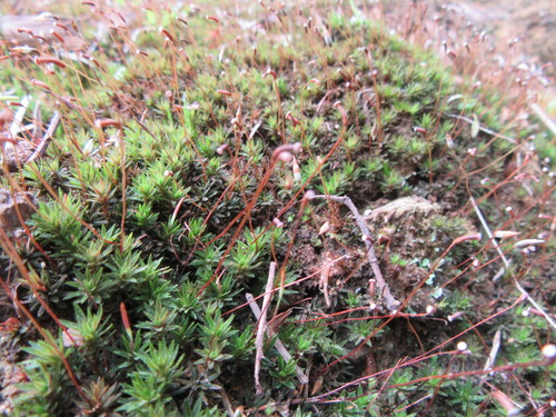 Pogonatum subulatum observed 2026-08-23